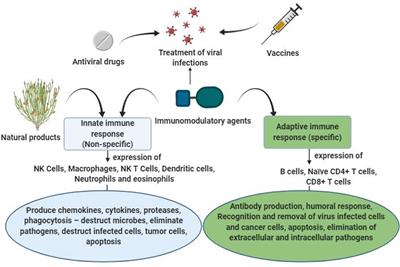 Antiviral infection-fighting plants